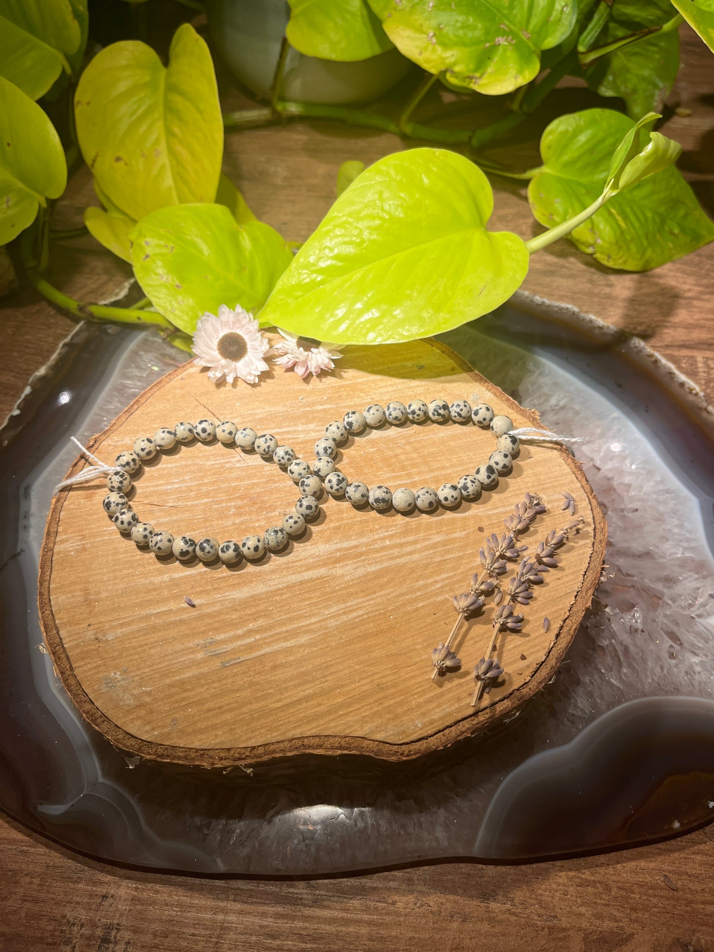 Dalmatiër jaspis armband (8mm)