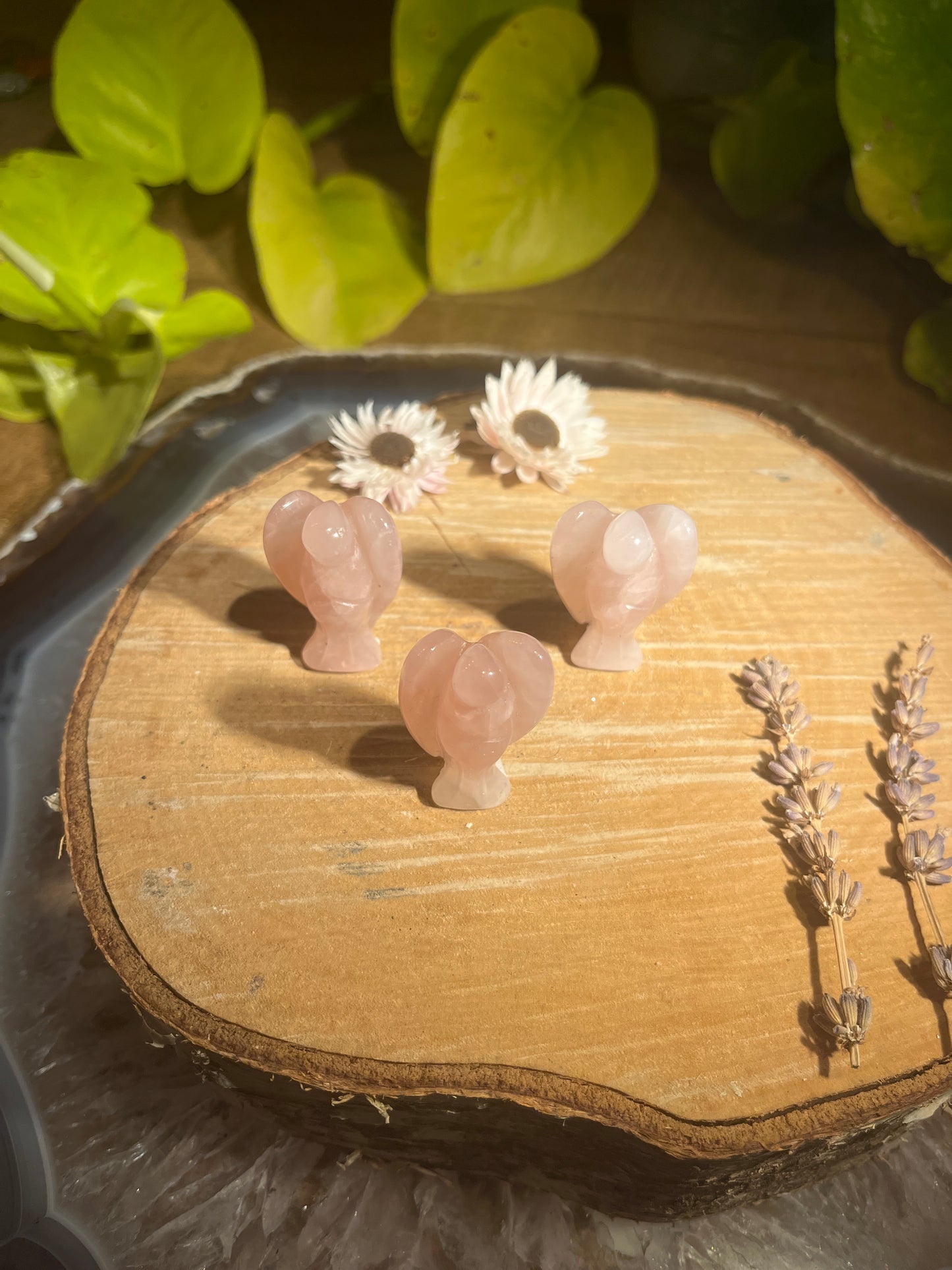 Rozenkwarts engeltje