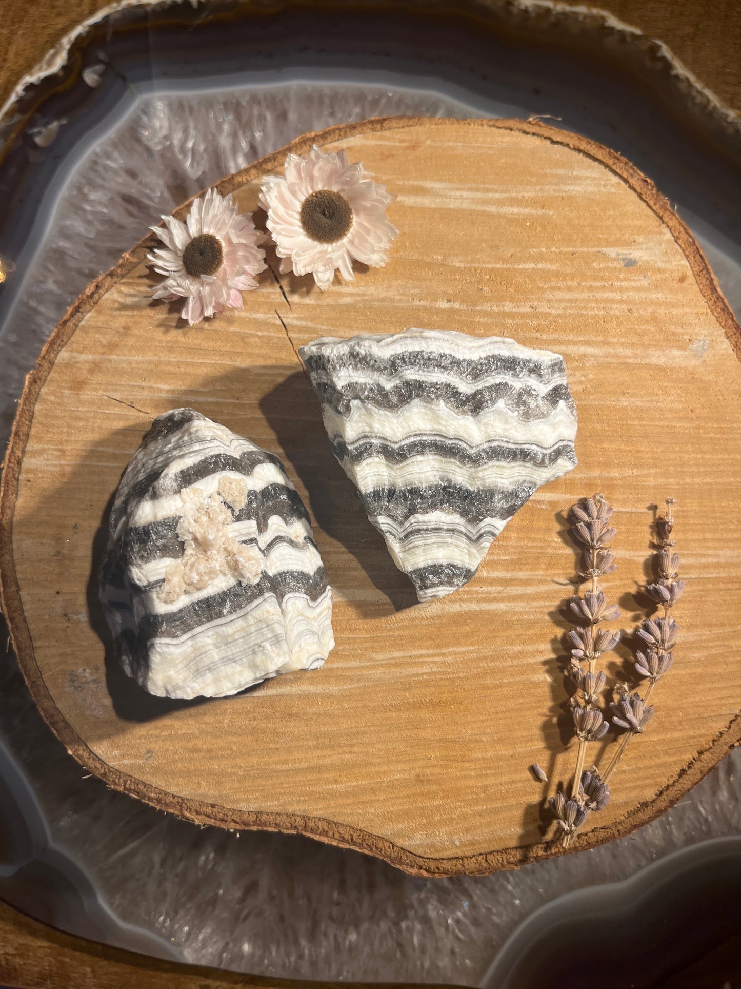 Zebra gaat ruwe brok