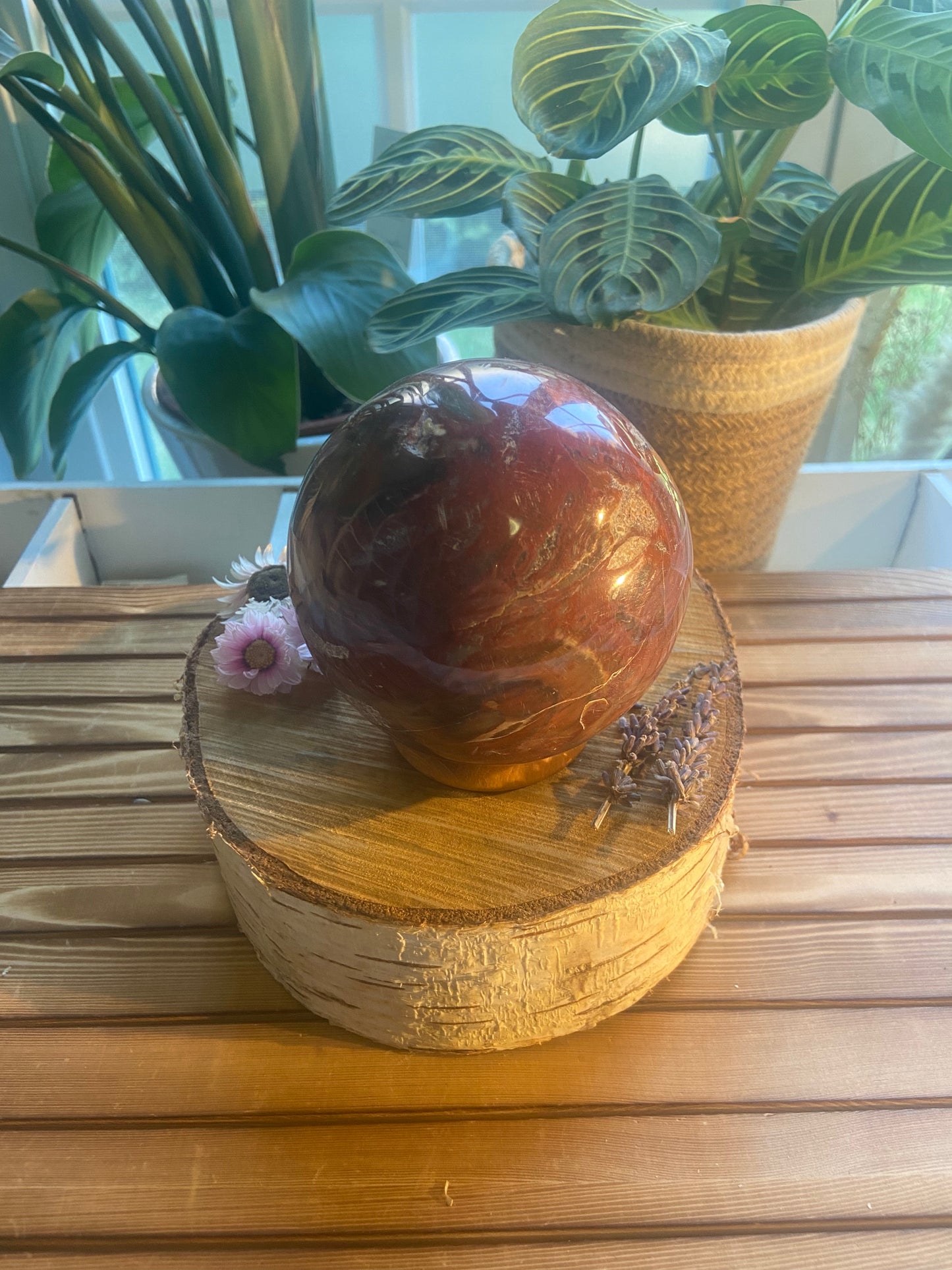 Versteend hout bol XL