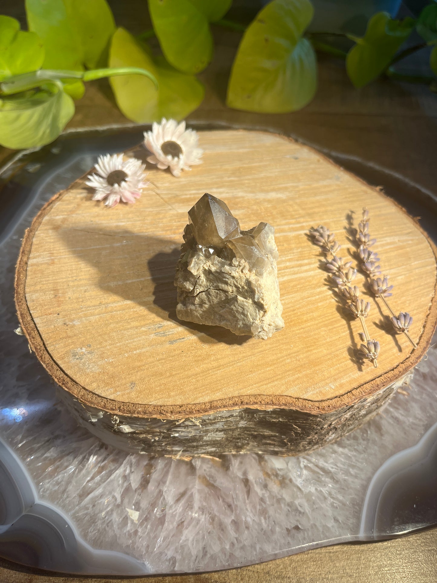 Natuurlijke citrien ruwe punt 3