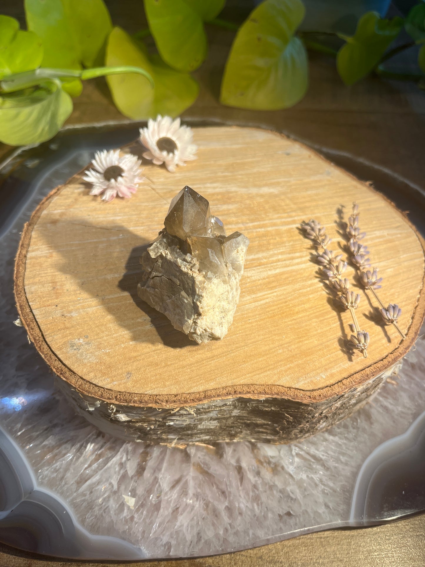 Natuurlijke citrien ruwe punt 3