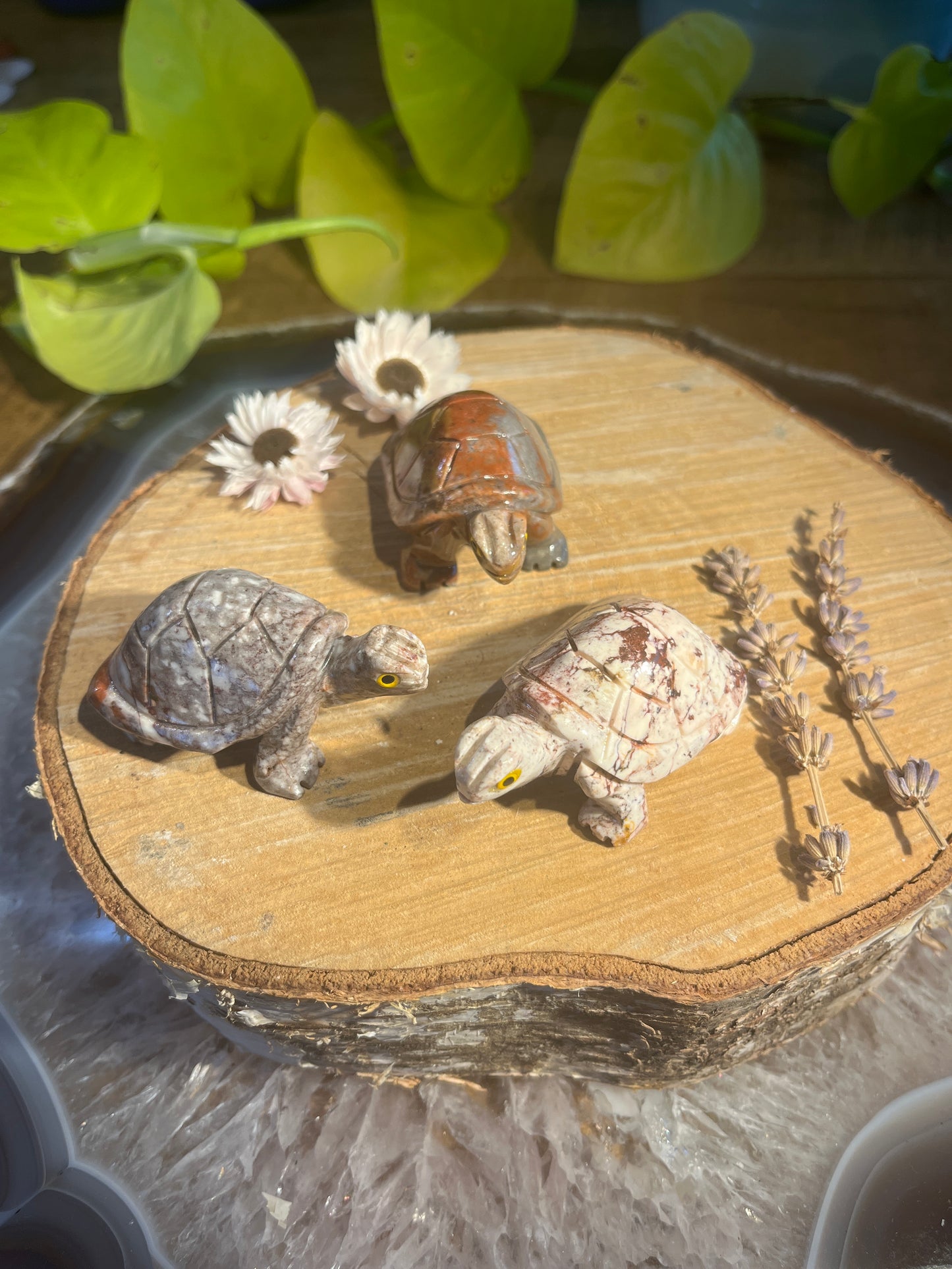 Speksteen schildpad groot