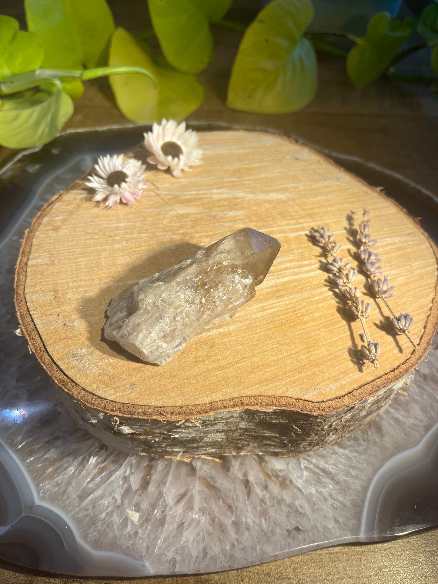 Natuurlijke citrien ruwe punt 4